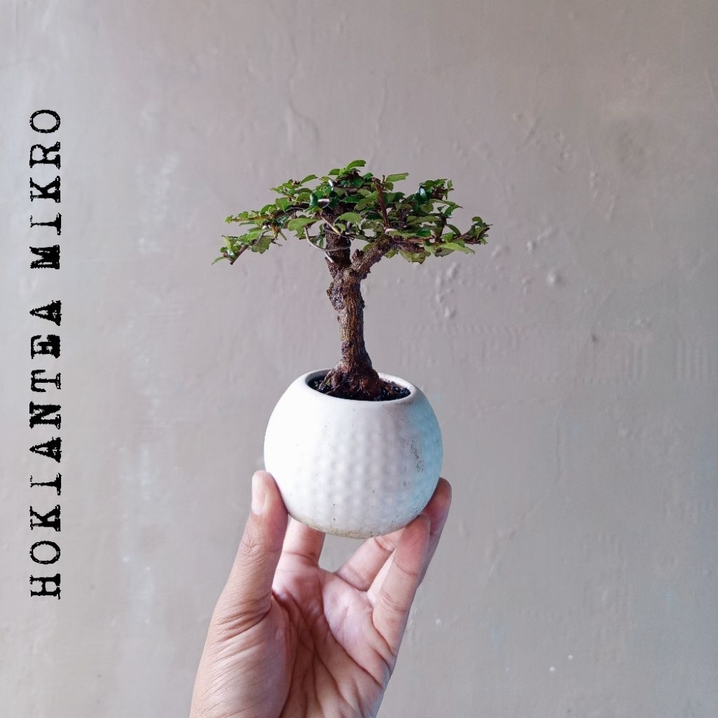 BONSAI HOKIANTEA MIKRO  DIKIRIM SESUAI FOTO