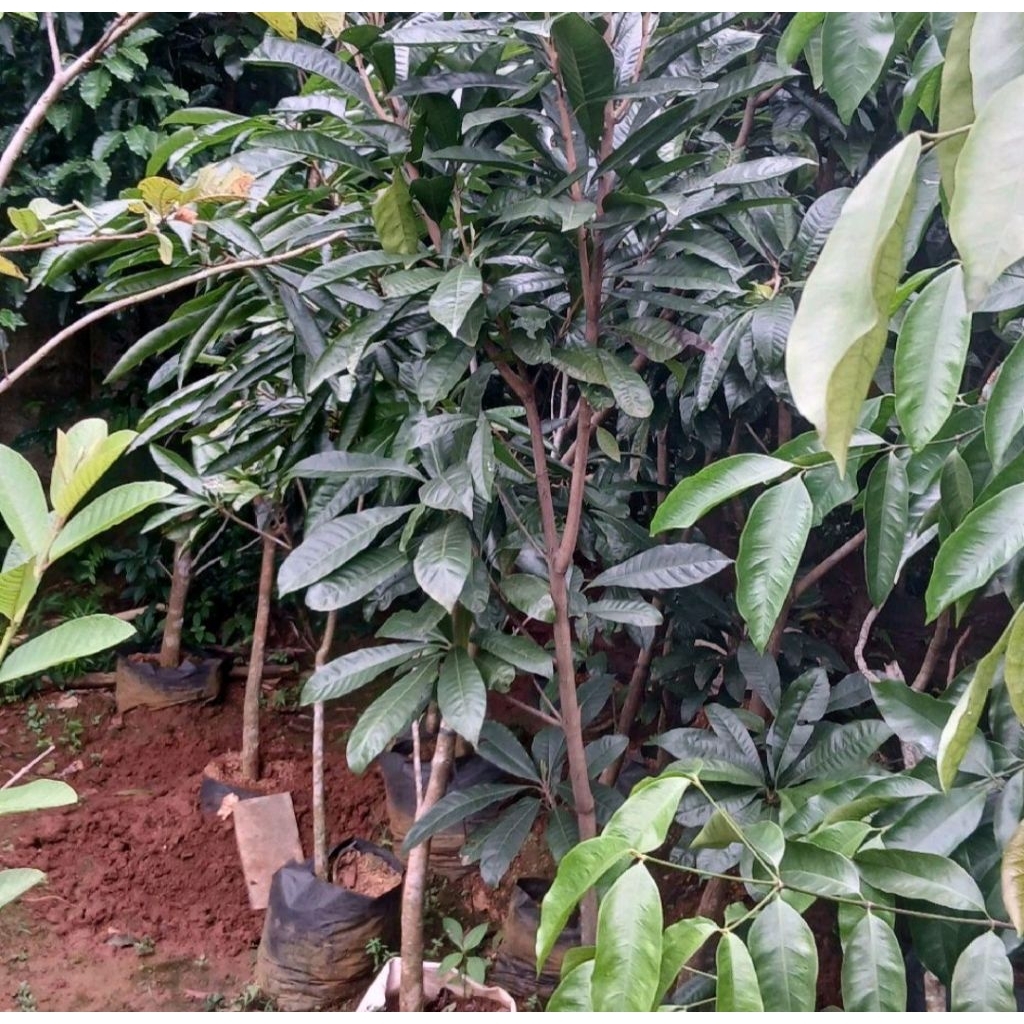 pohon buah alkesah tinggi 2 meter