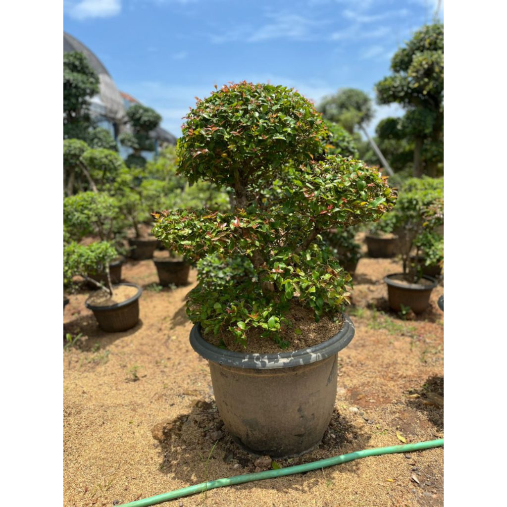 tanaman bonsai pucuk merah