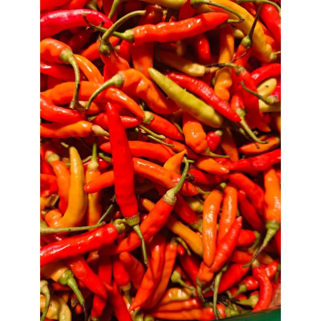 Cabe rawit pedas fresh | Cengek pedes segar | Cengek domba 1 kg