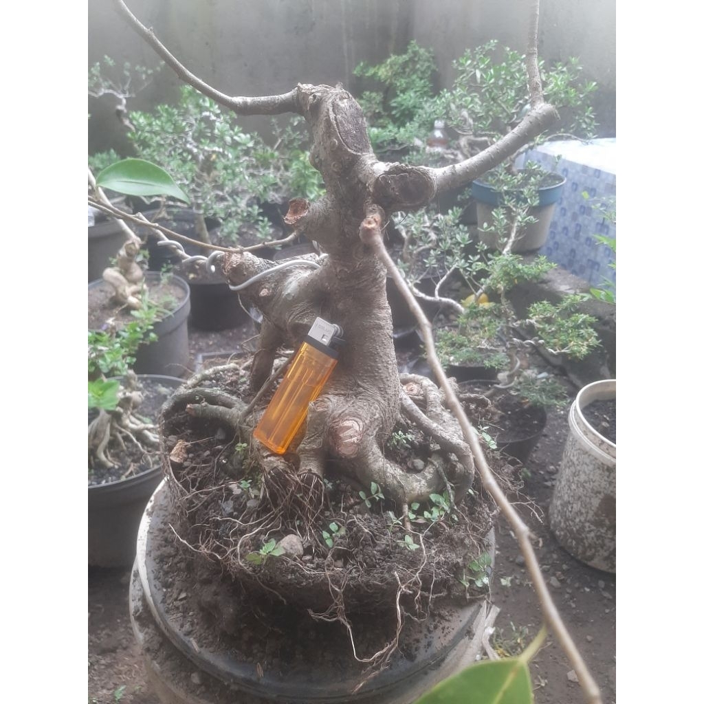 Bonsai Bahan Beringin Arjuna Karakter tua Real pict