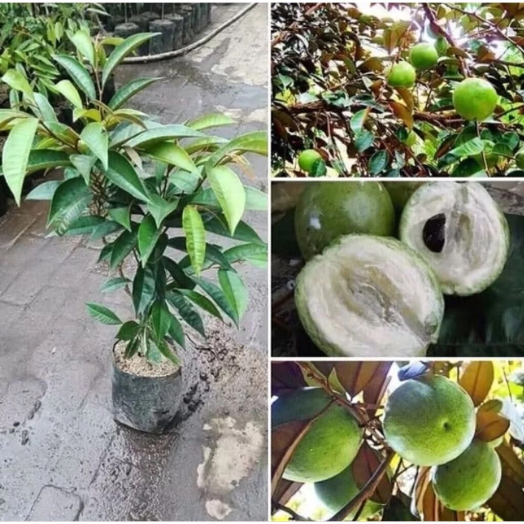 Bibit Kenitu - Cepat Berbuah