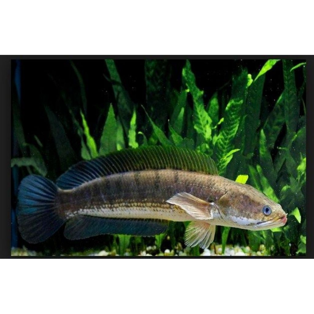 IKAN GABUS HIDUP FRESH - Bibit Unggul Budidaya & Konsumsi Medis - Ikan Haruan Kocolan Deleg Bayong K