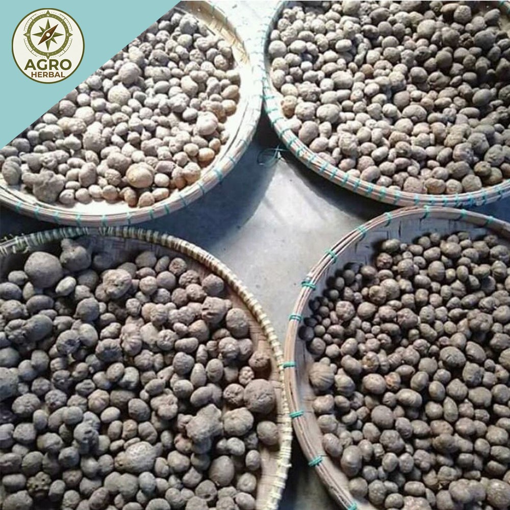 bibit porang katak asli dorman 1kg isi 200-700 bibit. (random)