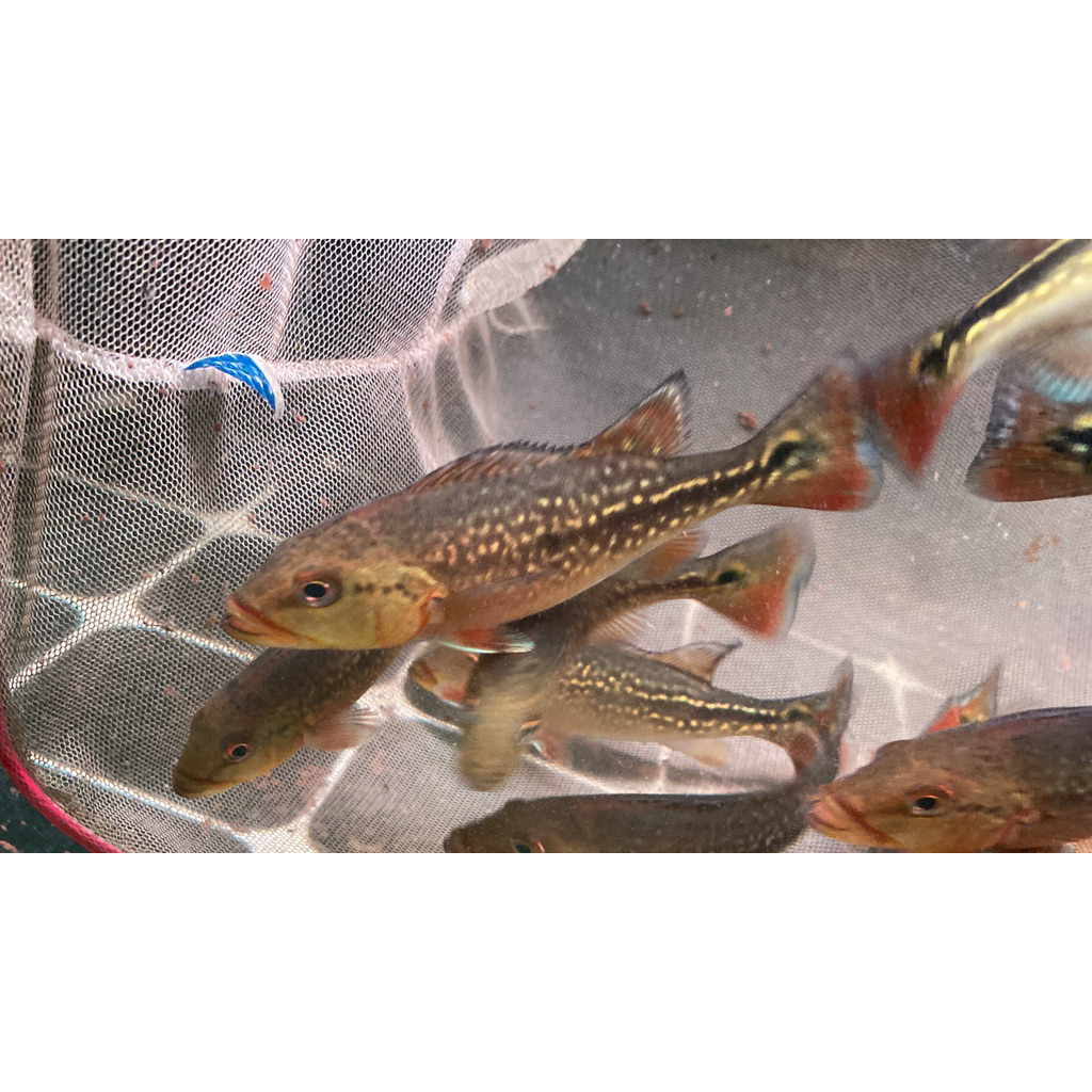 PBASS FOGO 13-15 Cm PELET