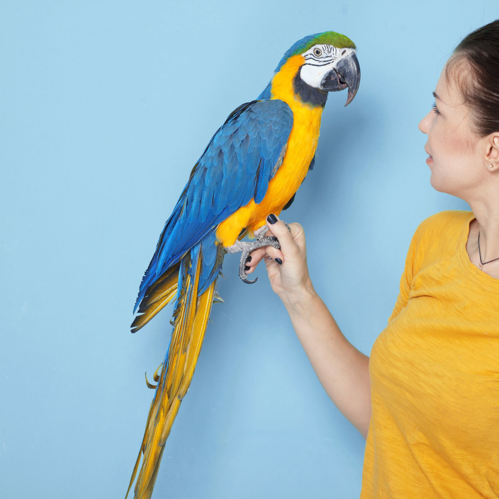 Beautiful Blue and Gold Macaw – Friendly & Young