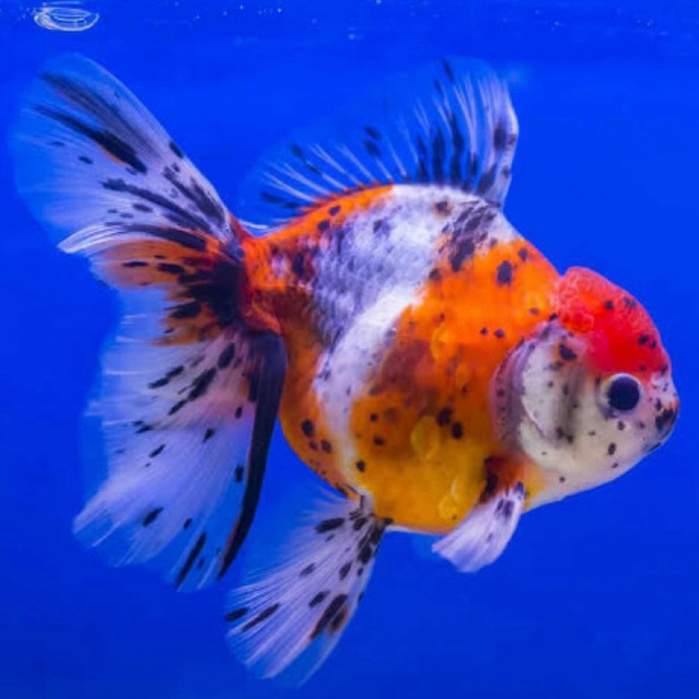 [Chan Aquatic Reguler] Koki Oranda Rosetail Calico Size M