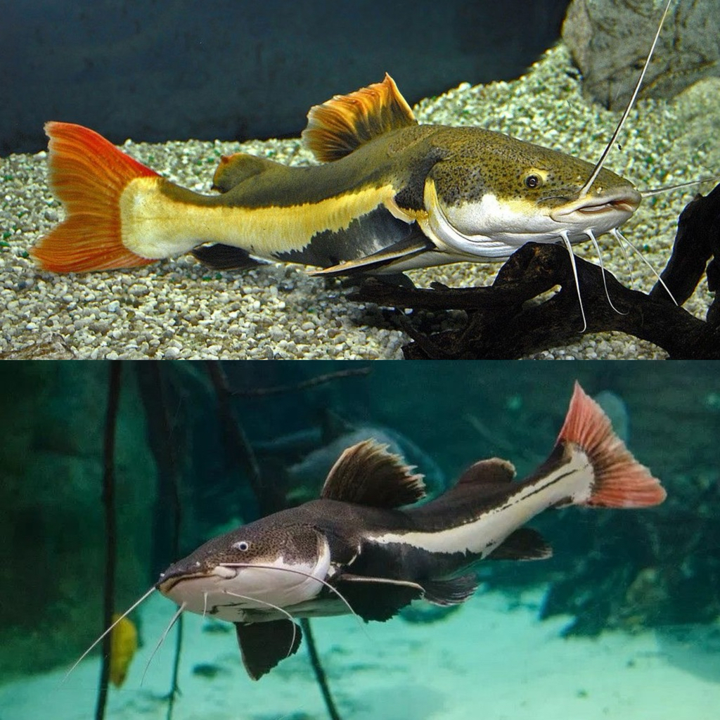 [Chan Aquatic Reguler] RTC Fish Size 7-8cm