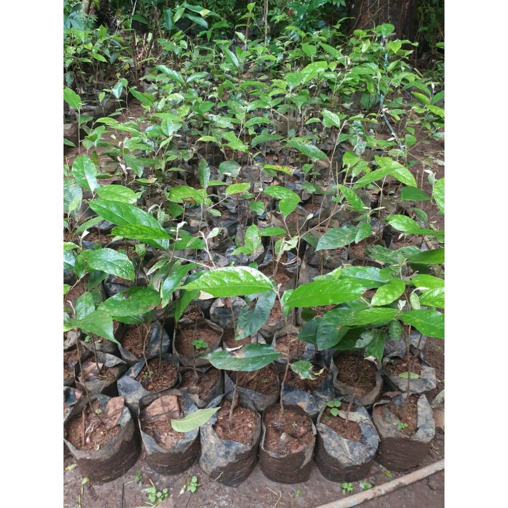 Bibit Pohon Langka Kemenyan