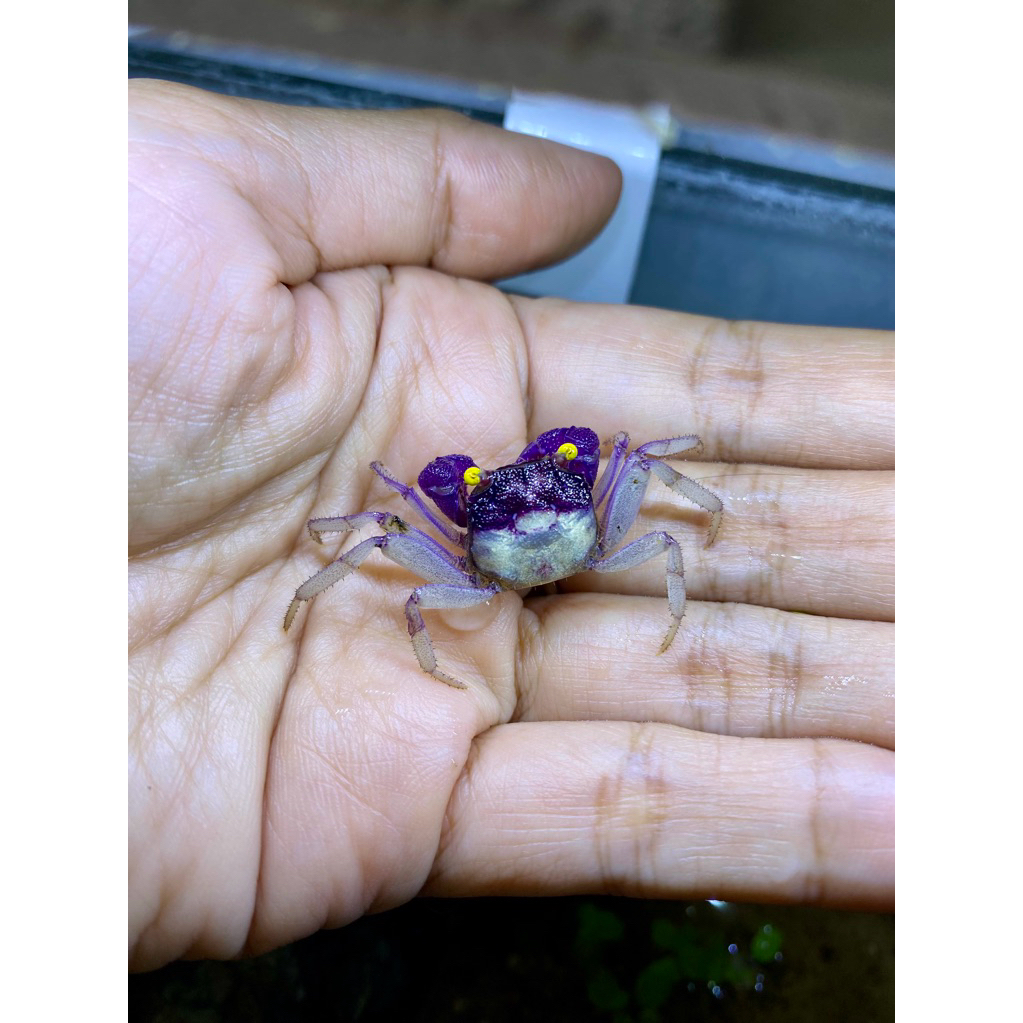 Kepiting Hias Vampire Crab (Orchid)