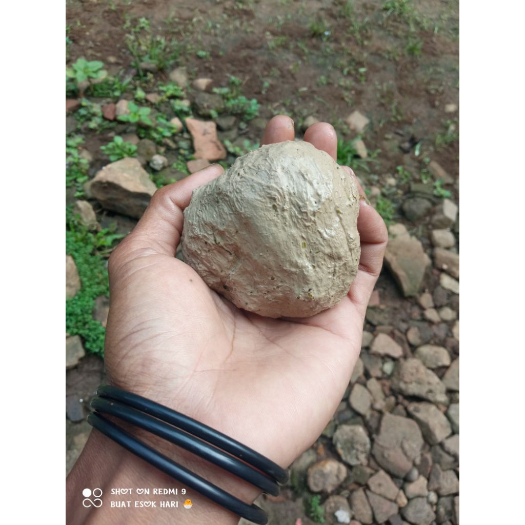 60gr pulut burung lengket tinggal pakai bisa cod bayar ditempat