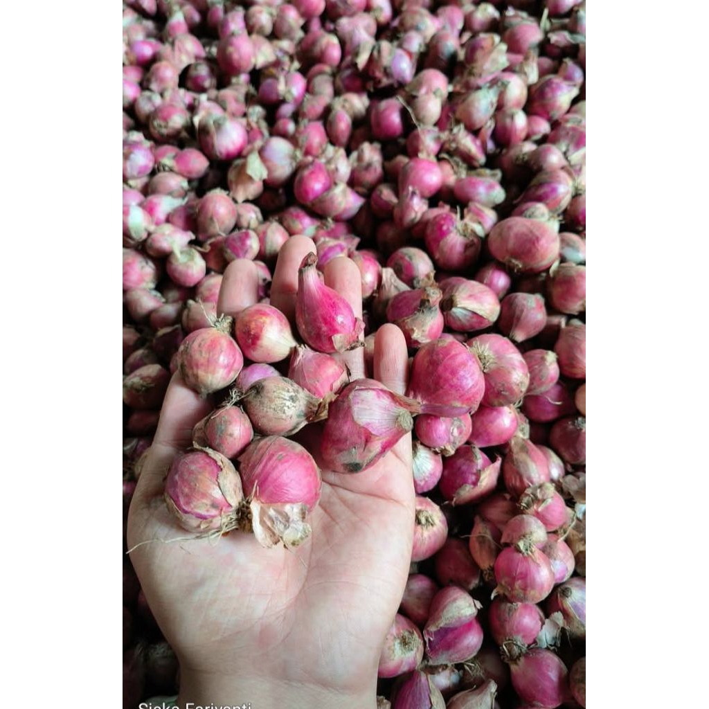 bawang merah lokal 1kg