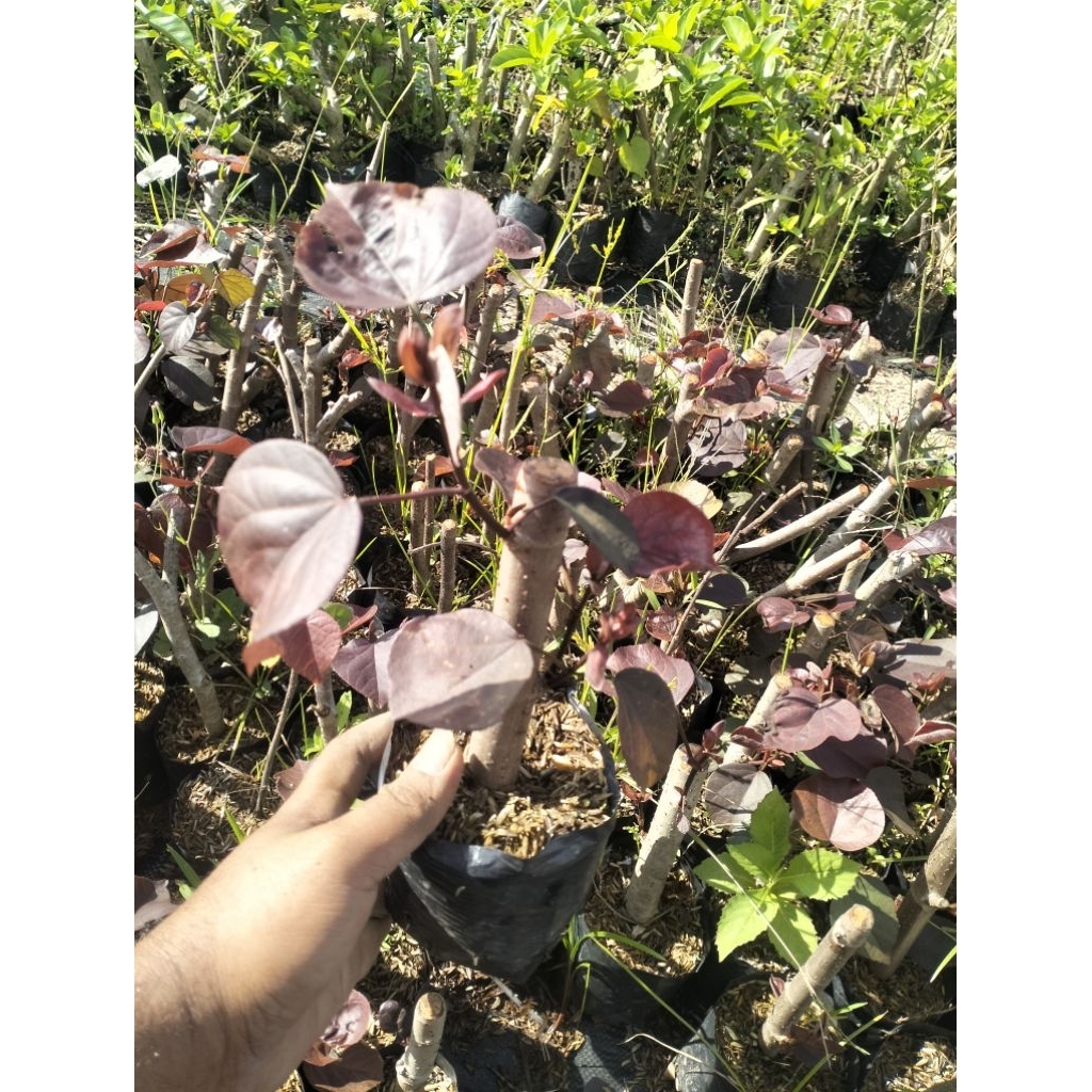 BAHAN BONSAI WARU MERAH SUPER RED B - BERAKAR DAN BERANTING - PROMO MURAH MERIAH