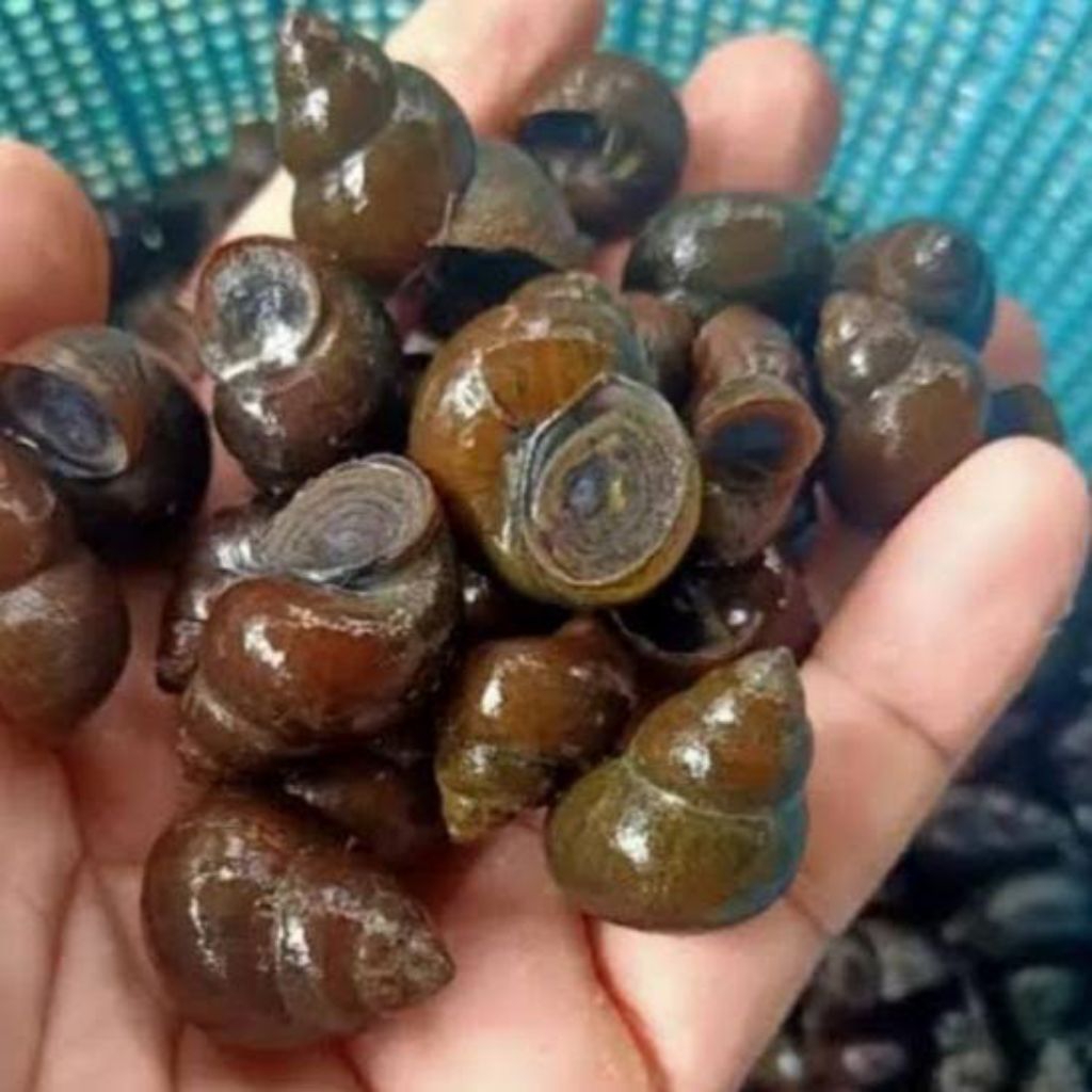 Tutut Sawah Segar 250gr/ 500gr / 1Kg – Tutut Alam Bersih Siap Masak – Siput Sawah Khas Sunda