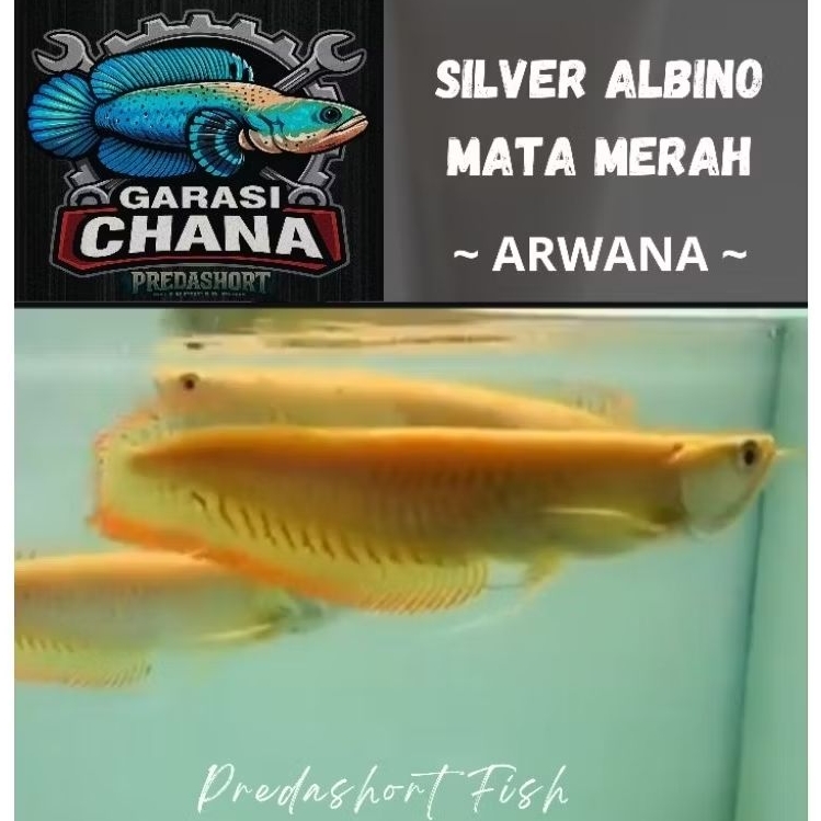 Arowana silver albino premium berkualitas bergaransi