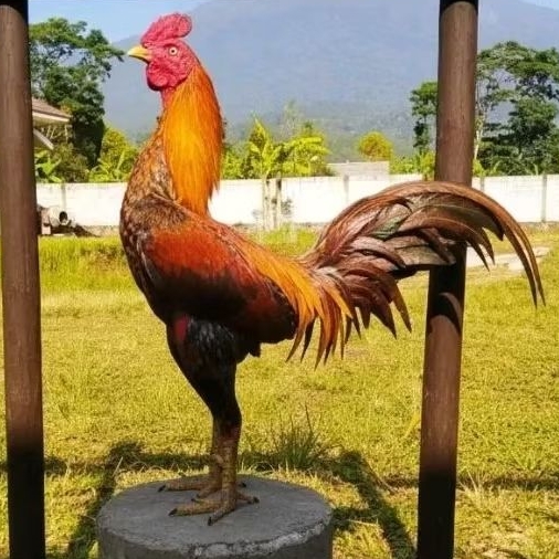 TELUR AYAM PAMA NINJA ORIGINAL UNTUK DITETASKAN