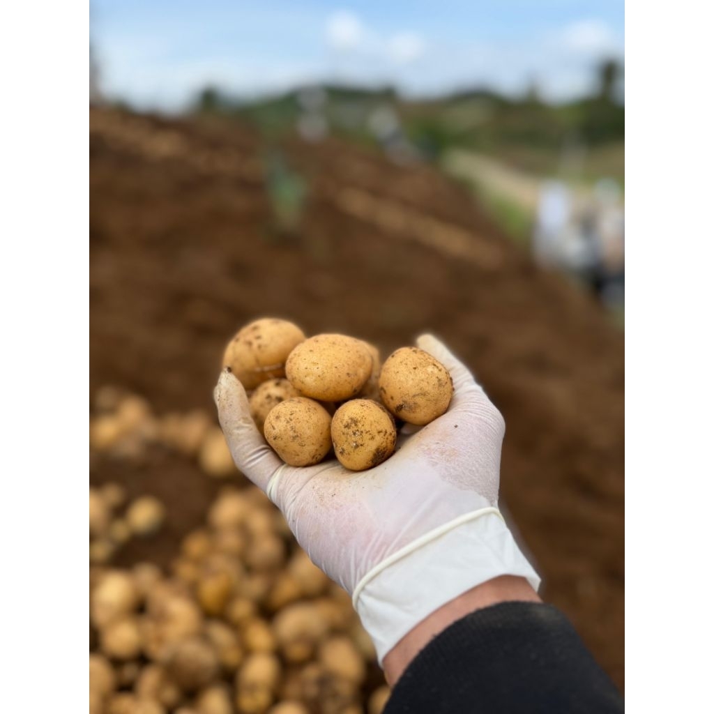 Bibit kentang berkualitas G-2 varietas Granola L