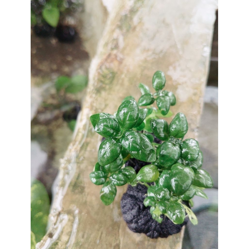 angguran media wabikusa tanaman aquascape