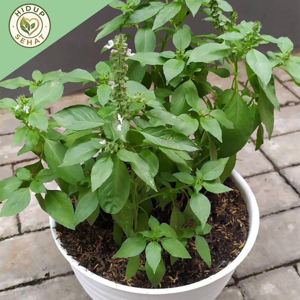 Bibit tanaman kemangi tanaman herbal siap tanam