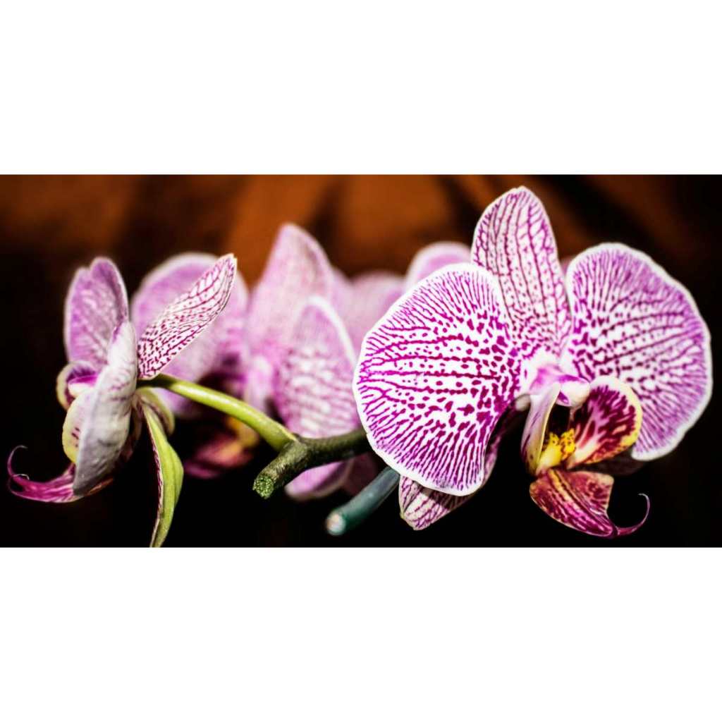 Tanaman hias anggrek - bunga anggrek - tanaman hias indoor/outdoor - anggrek