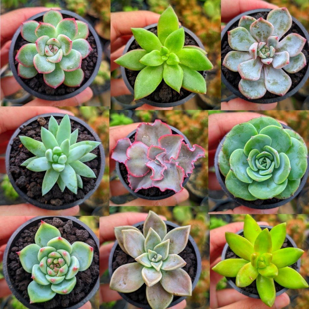 Zico Stored Paket Sukulen Kaktus Hidup Mini Isi 20 Pcs Free Pot