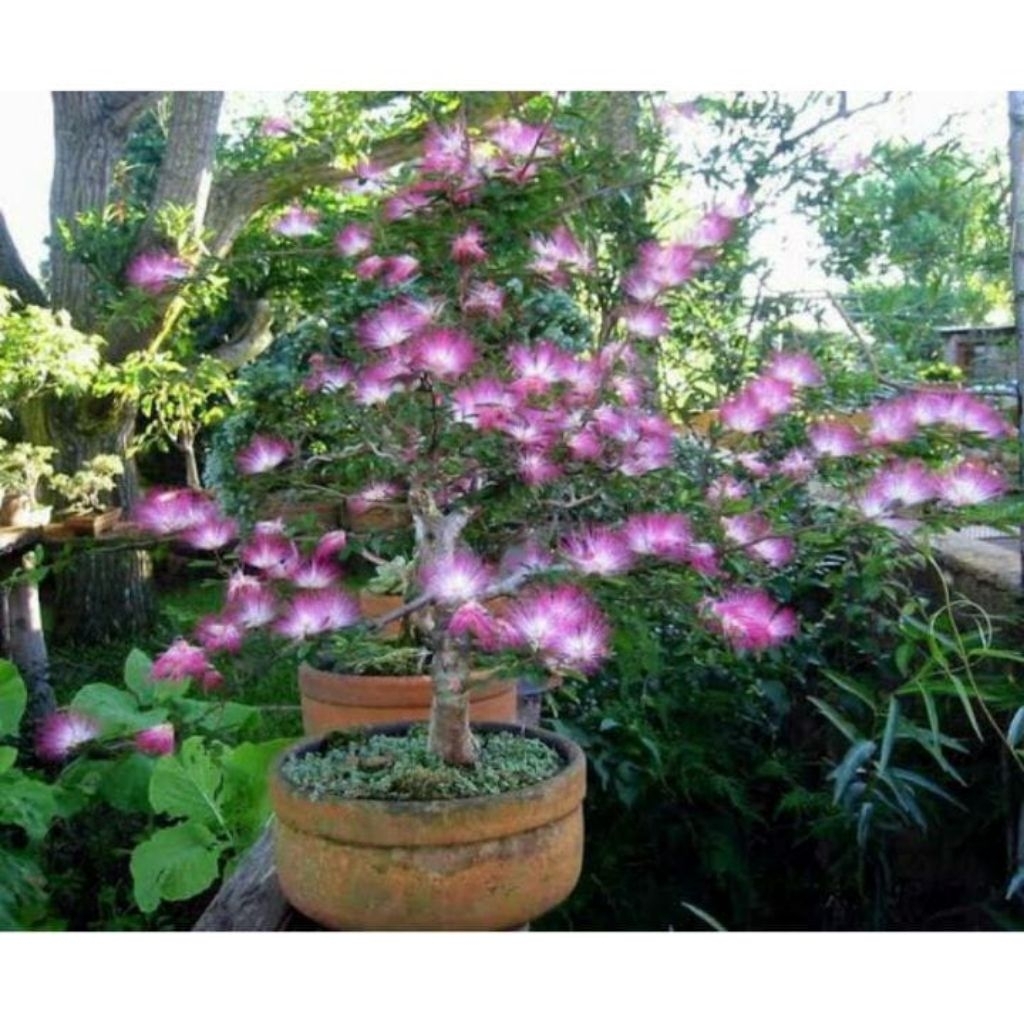 Kaliandra Sulimaraja