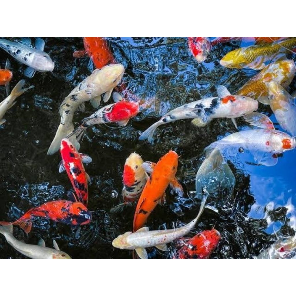 Bibit ikan koi