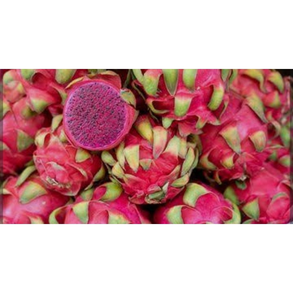 Buah Naga merah Segar 1kg