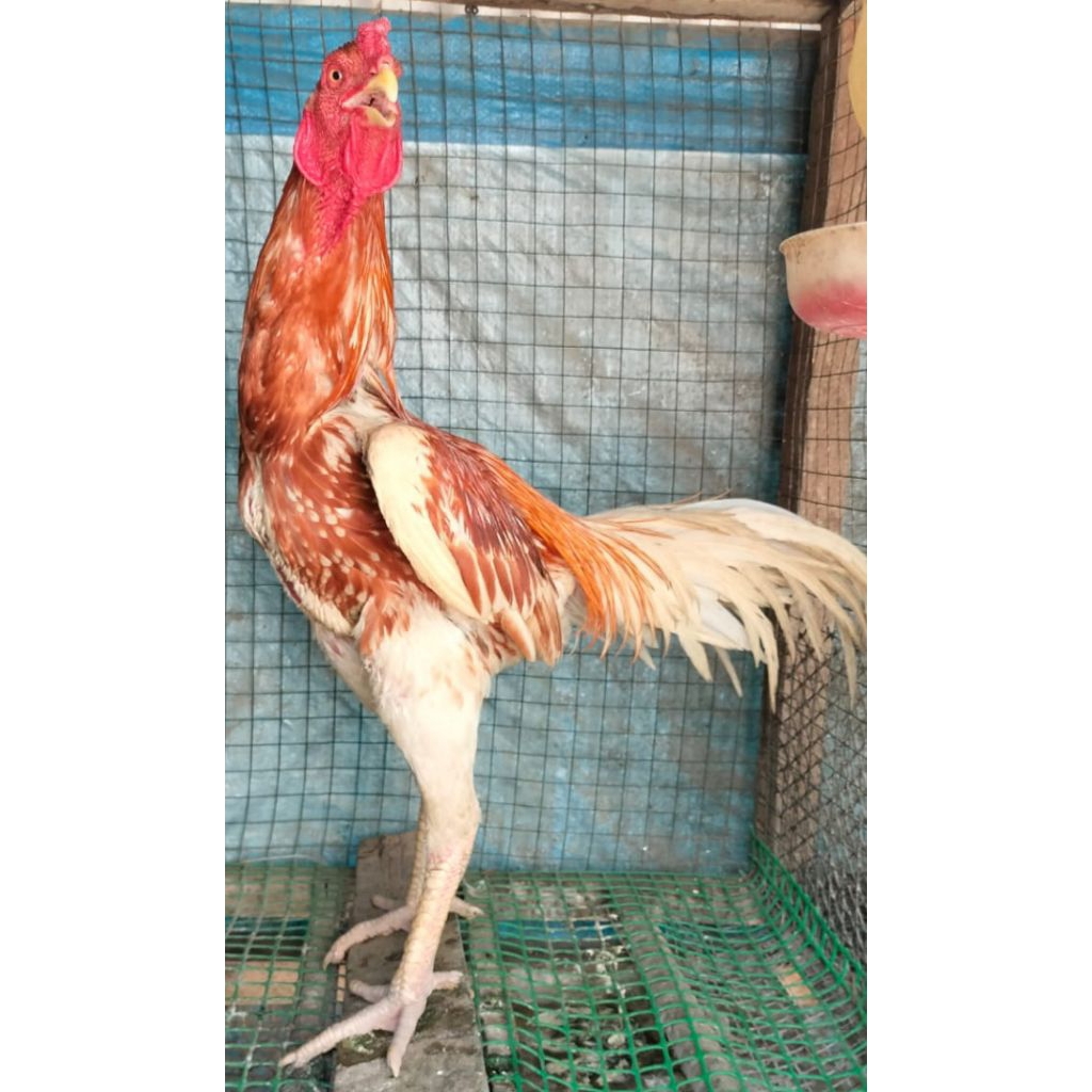 Telur ayam bangkok fertil bisa di tetaskan