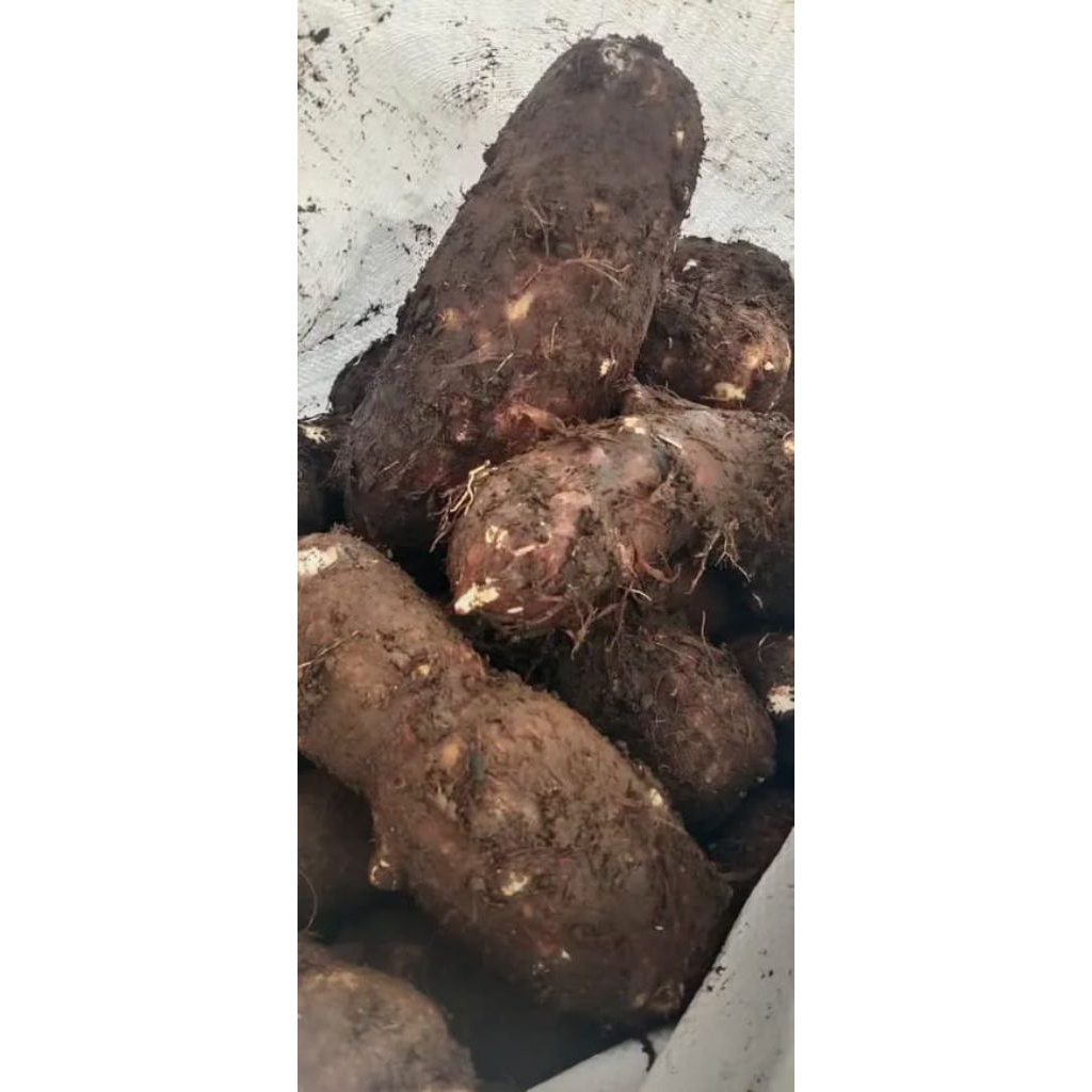 Ubi Talas 1kg