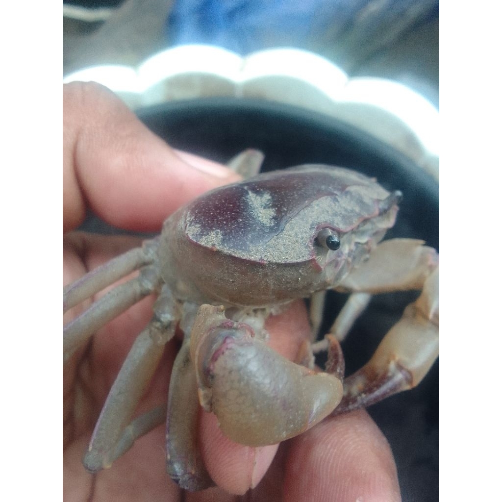 yuyu kepiting sawah pakan biawak