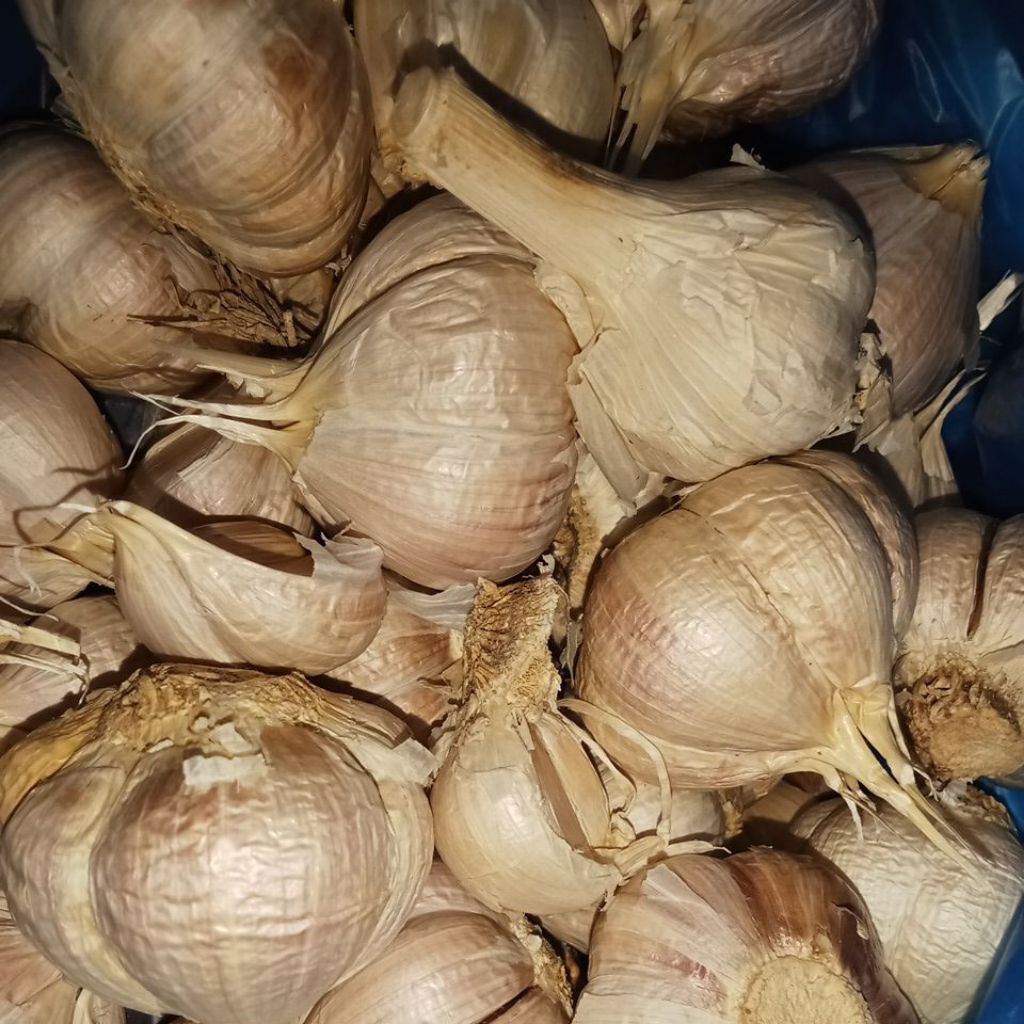 Bawang Kating/Bawang Putih Kating/Bawang Wangi