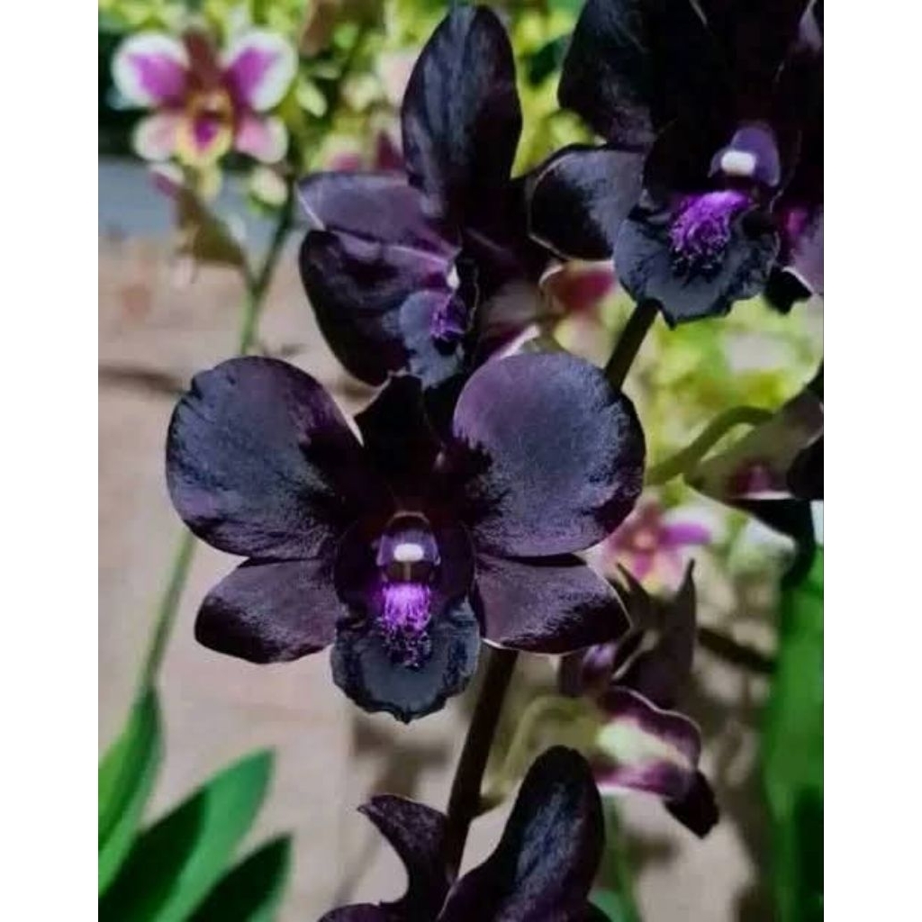 Anggrek Dendrobium Pohon Bunga hidup