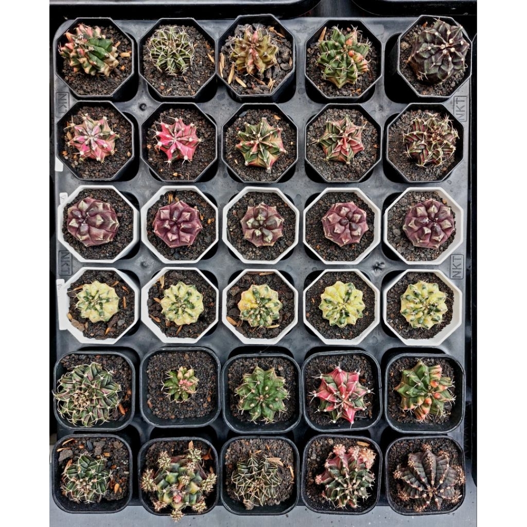 kaktus gymno marble daydream miha LB HB