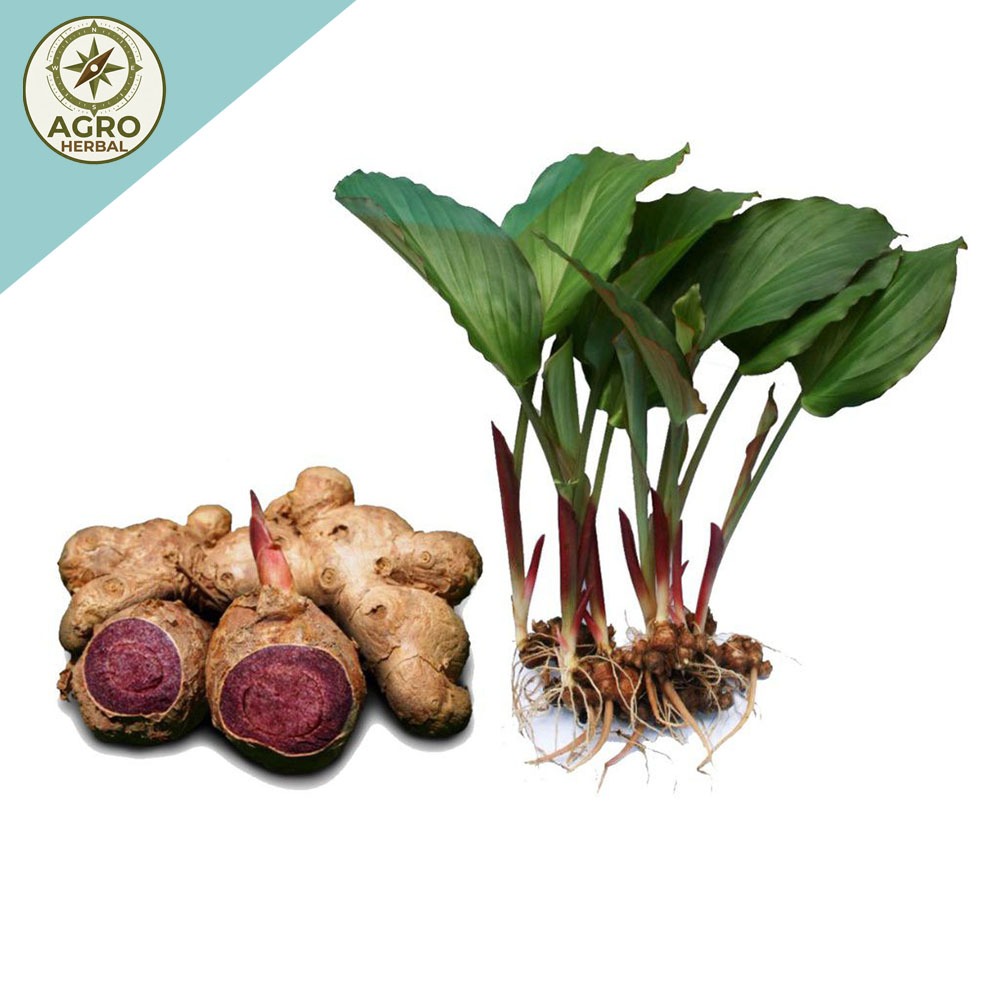 Bibit Kunyit Hitam Asli Dari India Polibeg