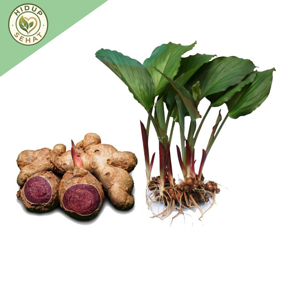 Bibit Kunyit Hitam Asli Dari India Polibeg