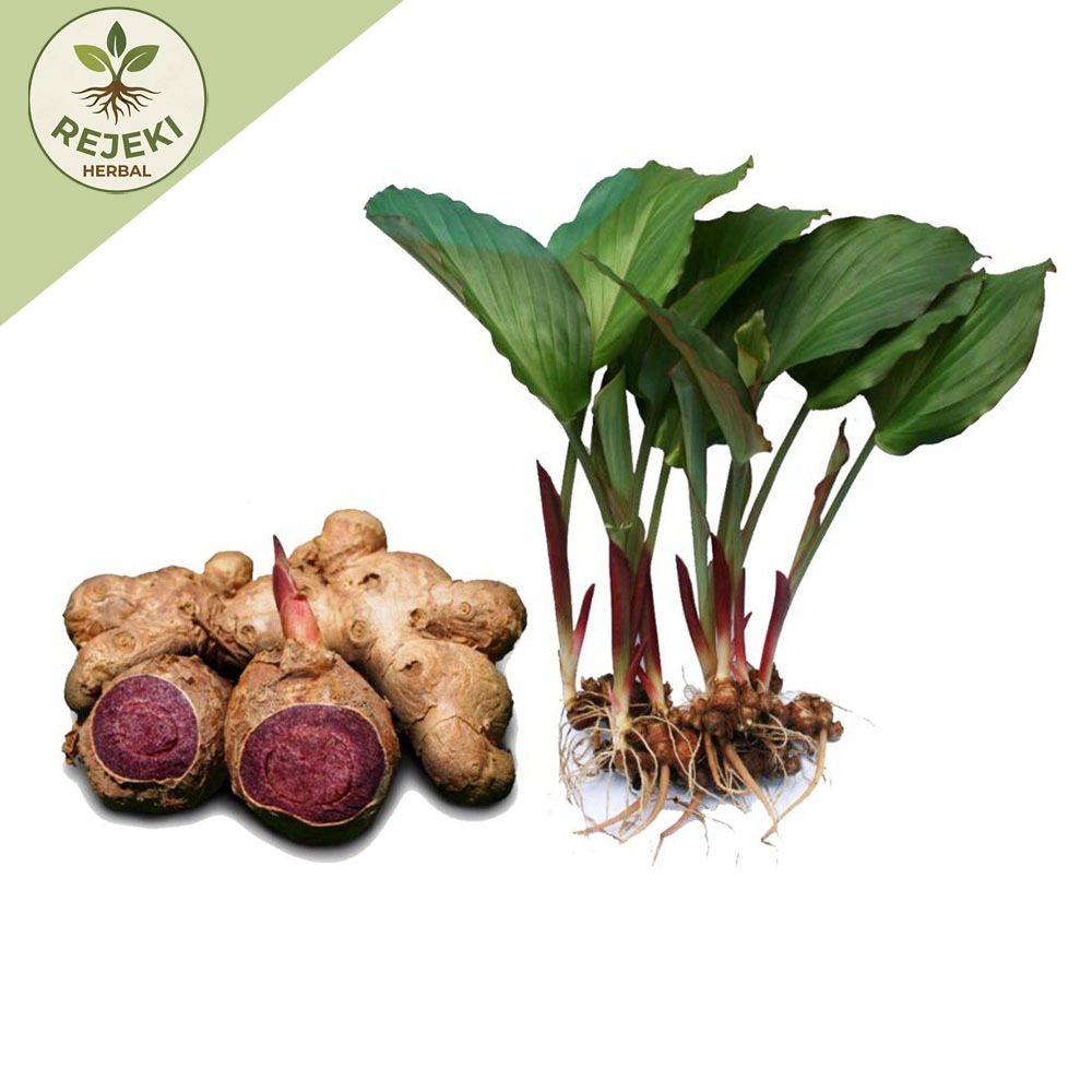 Bibit Kunyit Hitam Asli Dari India Polibeg