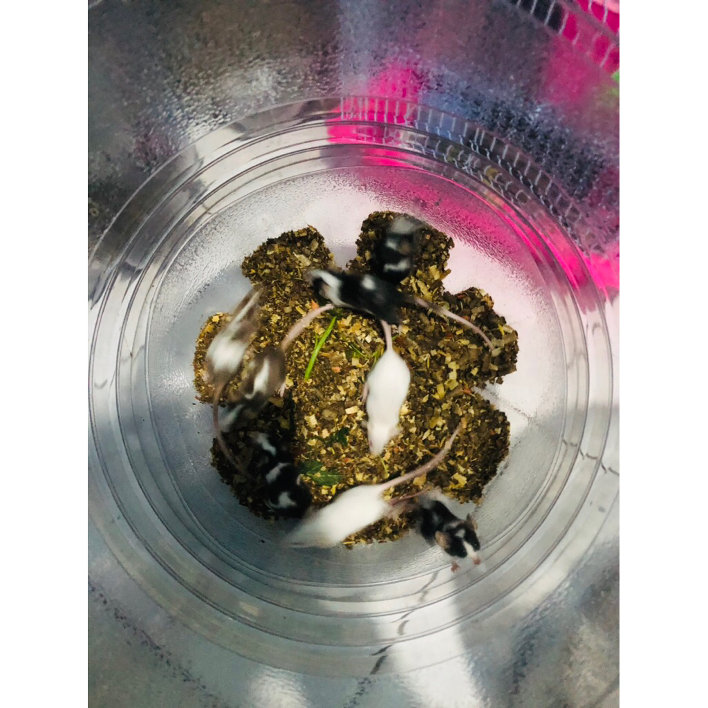 Tikus jepang/ Mencit