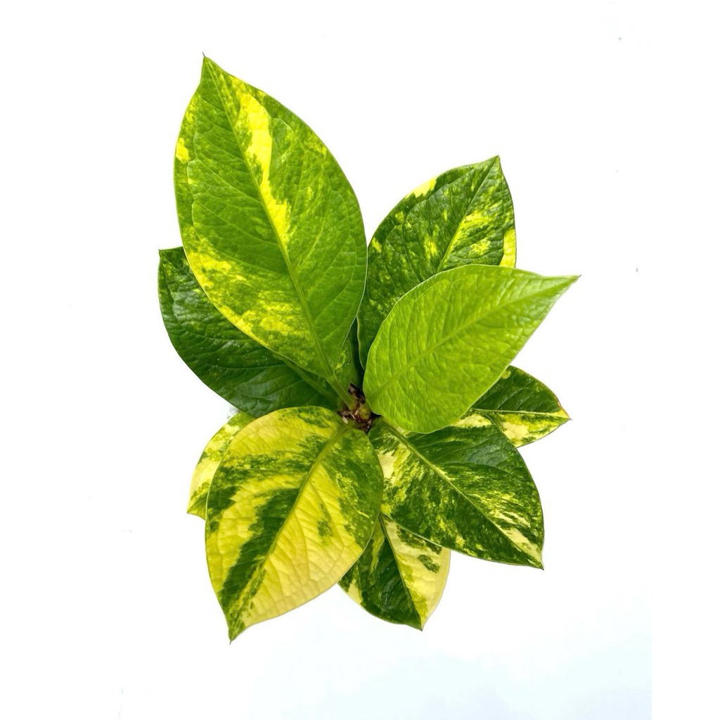 anthurium jemani cobra batik variegata (cobtik varigata)