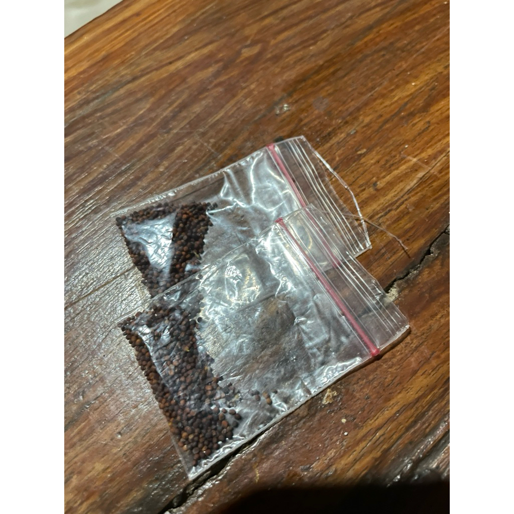benih biji sayur sawi siap tanam biji sawi hijau