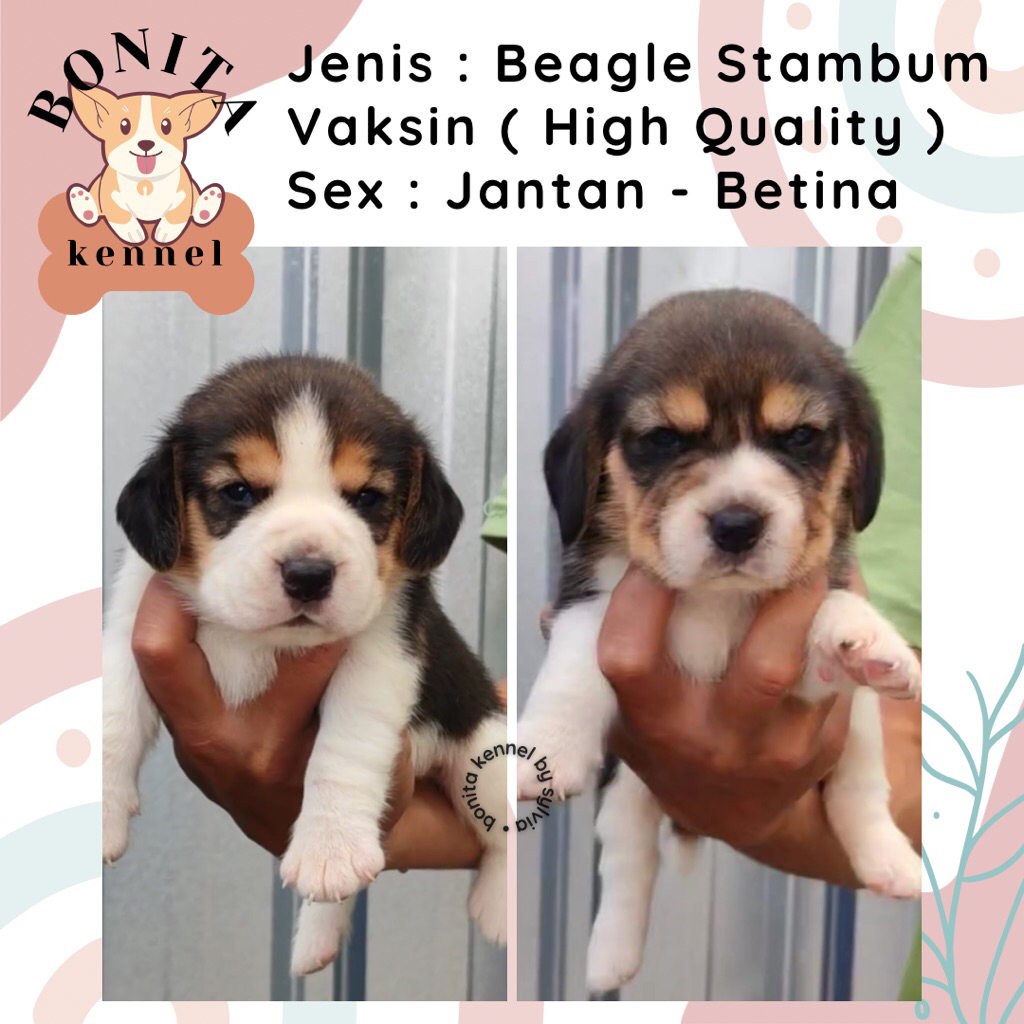 Beagle Stambum Lemon Tricolor Anak Anjing Beagle Jantan Betina