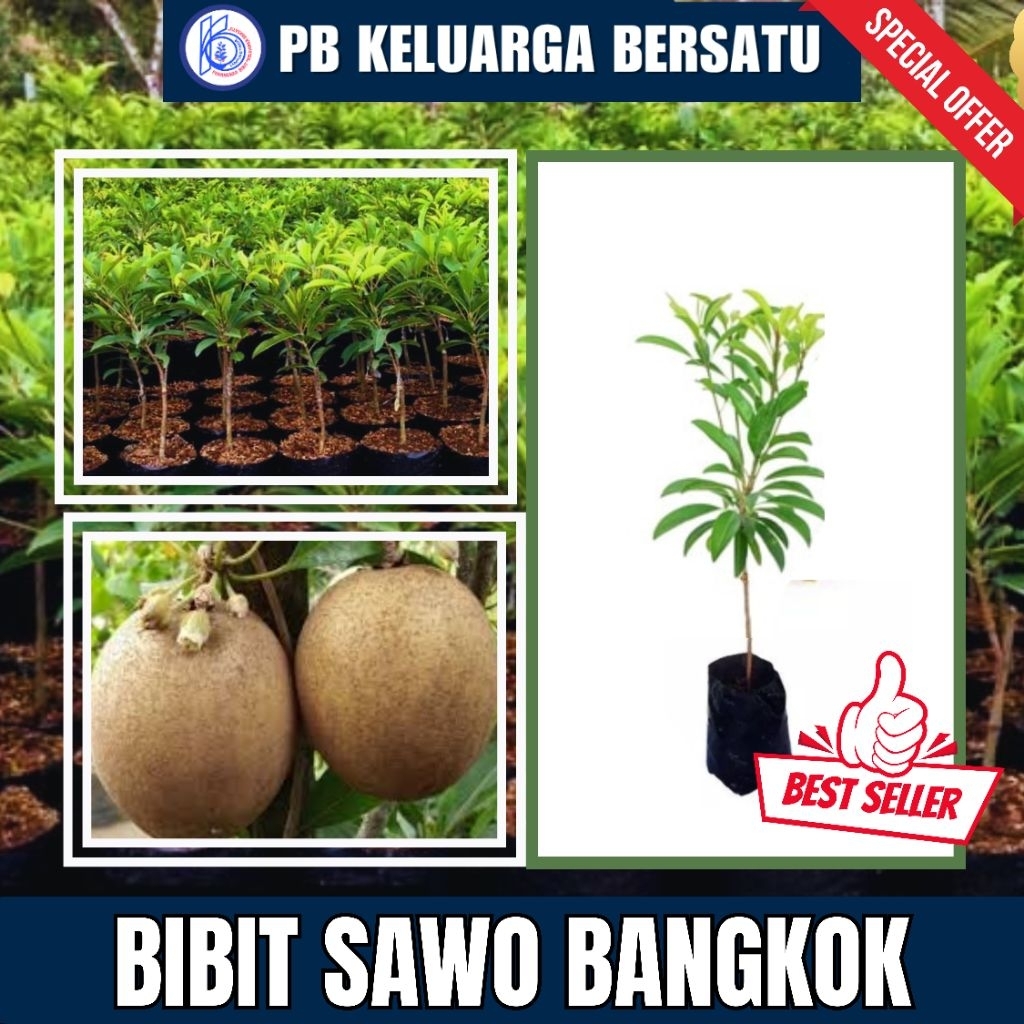 Bibit Sawo Bangkok Varietas Unggul Okulasi Original Pembibitan Keluarga Bersatu