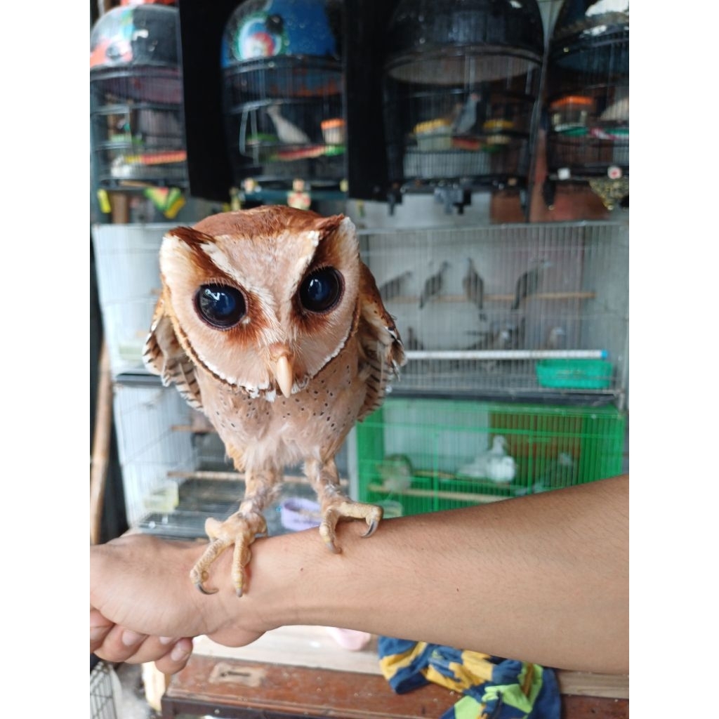 burung hantu oriental jinak