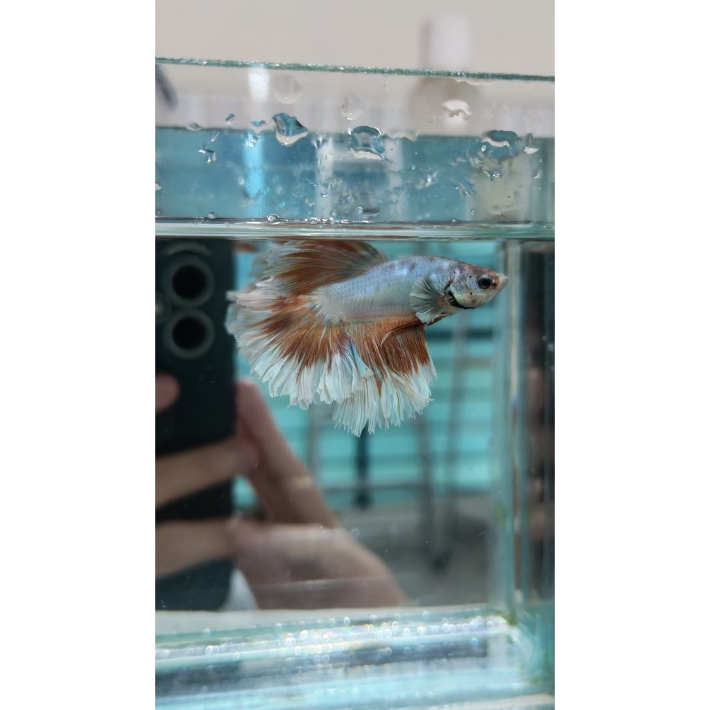 Hiasan Aquarium Cupang Ori Thailand King Feather Tail
