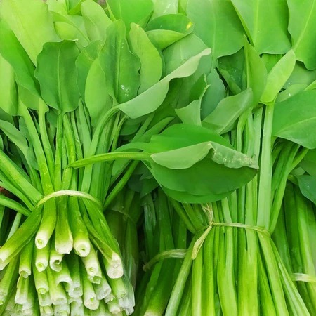 Benih Genjer Hijau isi ± 100 Benih