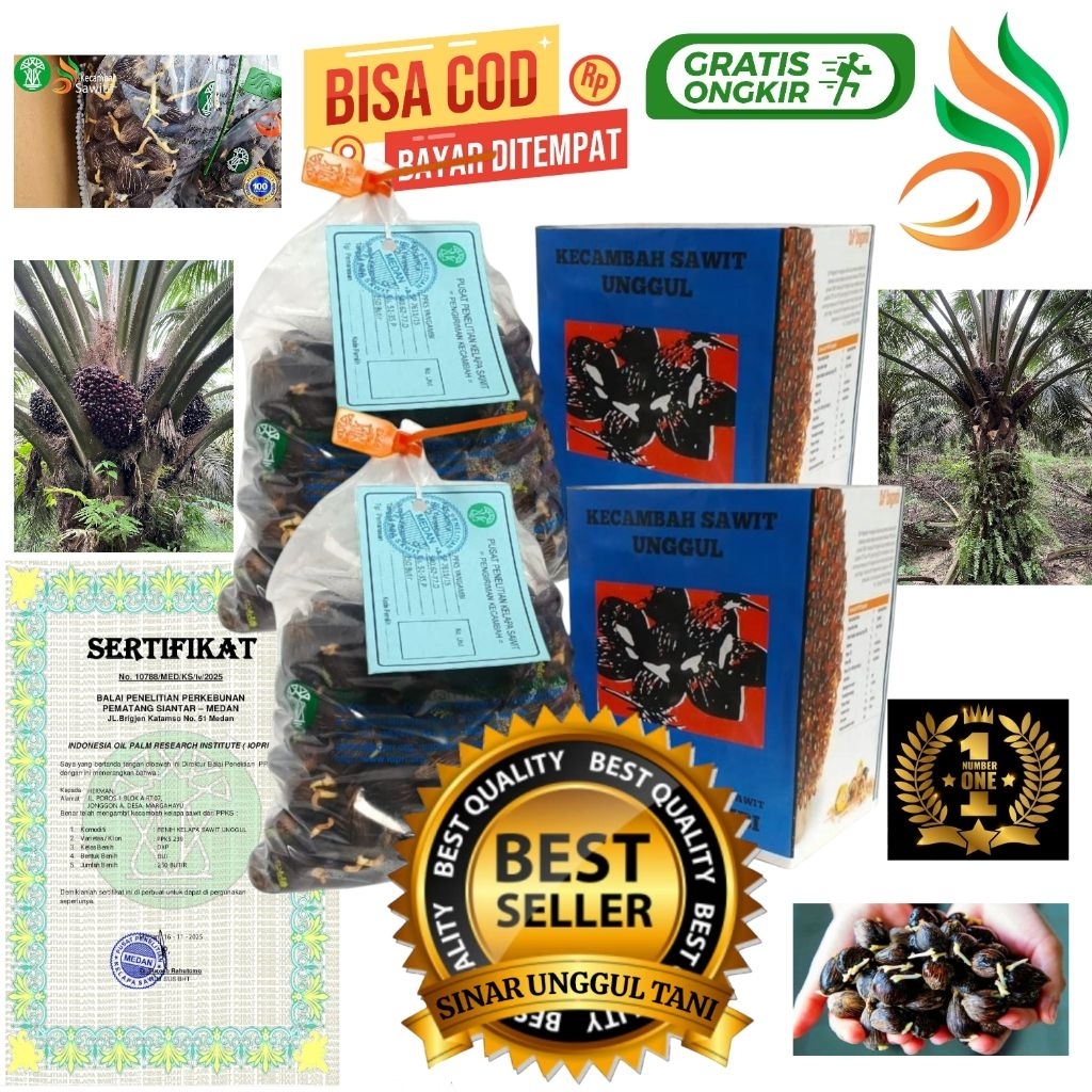 bibit benih kecambah sawit unggul YANGAMBI + Bersertifikat resmi isi 250 butir