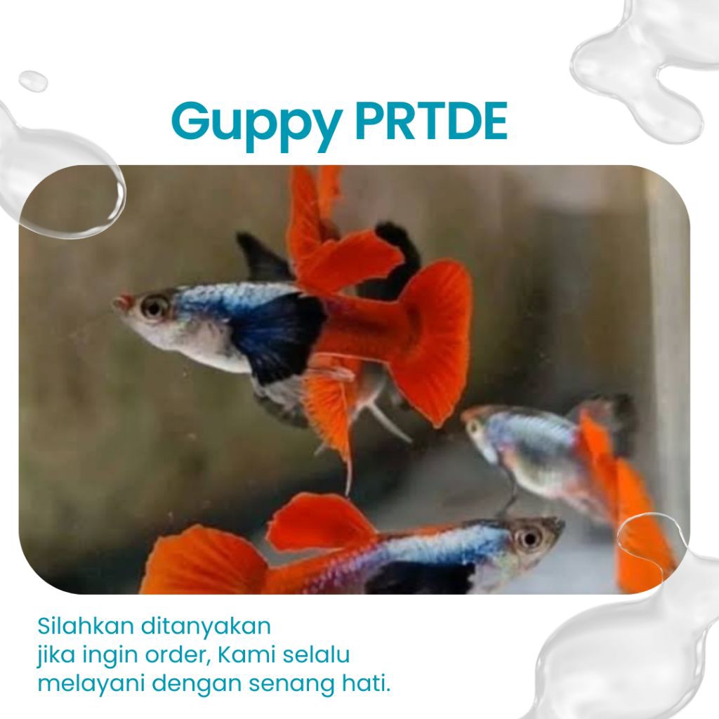 Guppy PRTDE 1 pasang ( Aksesoris Aquarium )