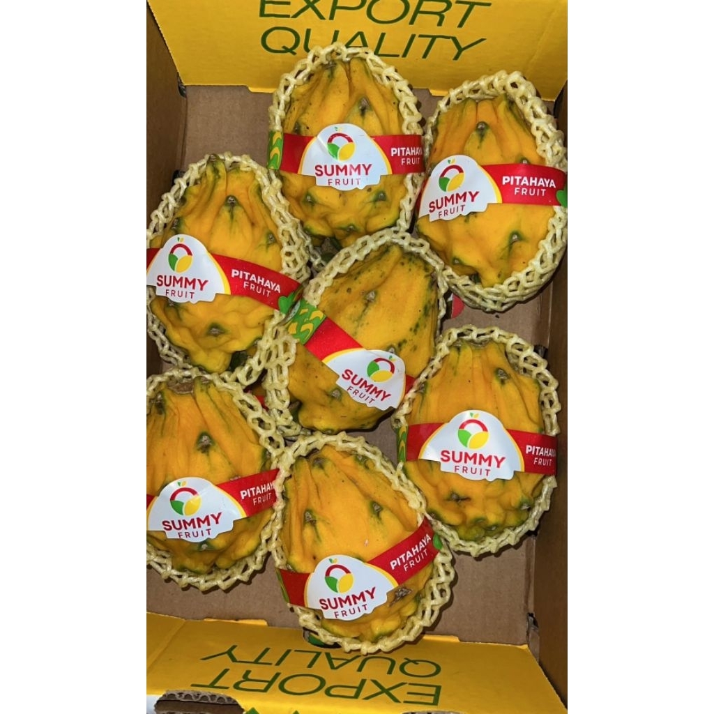 Buah Naga Kuning Golden dragon fruits premium import Ekuador