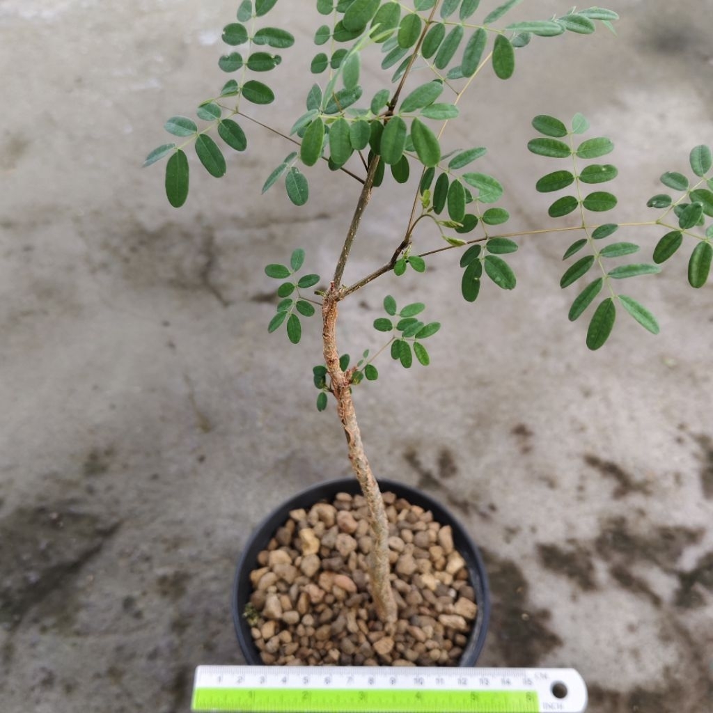 Tanaman Caudex Delonix pumila