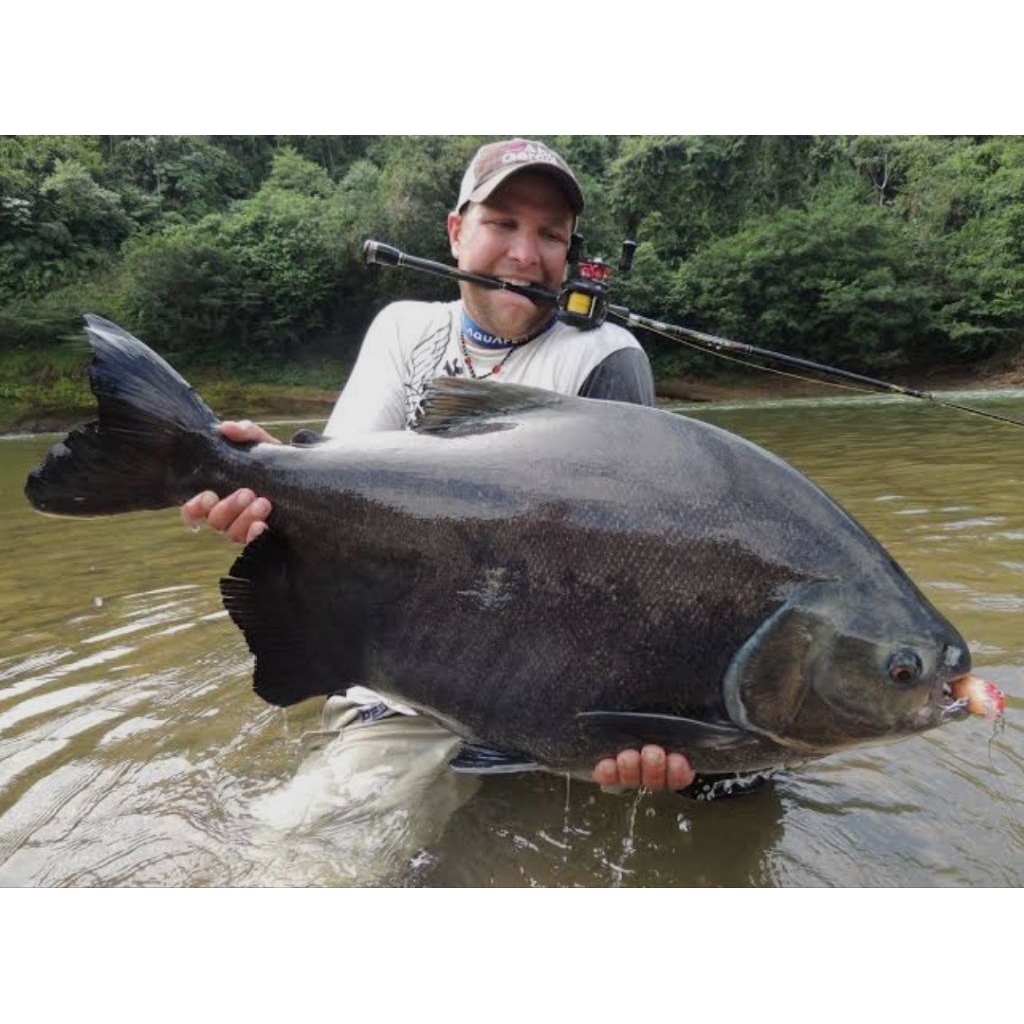 hiasan.aquarium(BLACK.PACU.25-30CM)